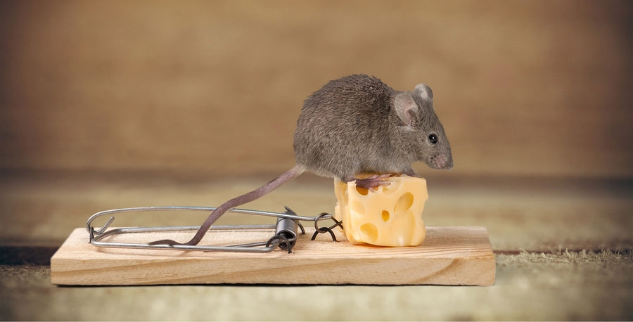 Milyen betegségeket kaphatunk el az egerektől?