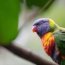 Papagájok, melyek meg tudnak tanulni beszélni