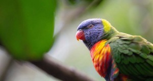 Papagájok, melyek meg tudnak tanulni beszélni